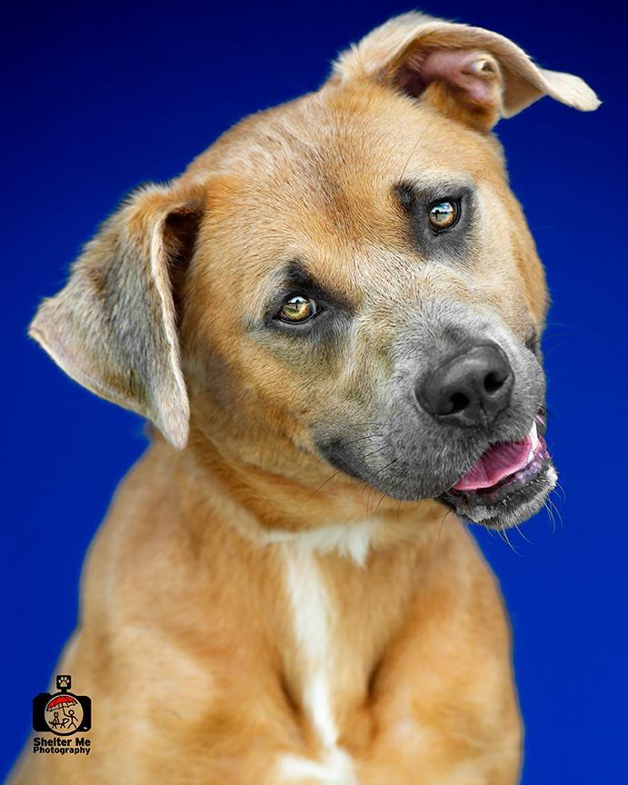 Wilson, an adoptable Mixed Breed in Denham Springs, LA, 70726 | Photo Image 1
