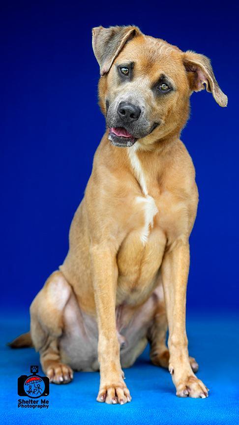 Wilson, an adoptable Mixed Breed in Denham Springs, LA, 70726 | Photo Image 2