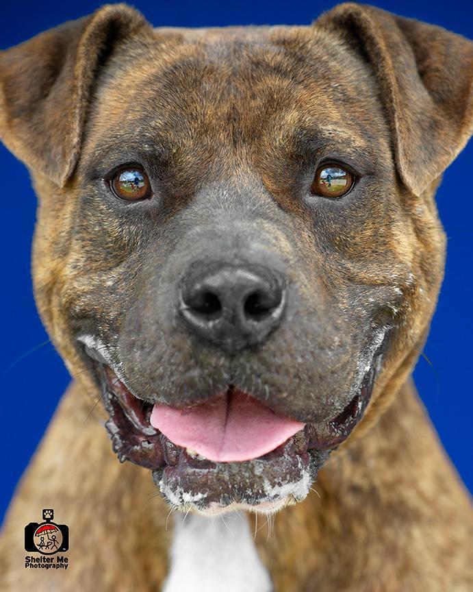 Jason, an adoptable Boxer, Pit Bull Terrier in Denham Springs, LA, 70726 | Photo Image 1