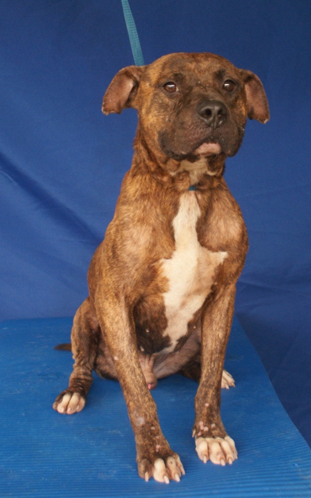 Jason, an adoptable Boxer, Pit Bull Terrier in Denham Springs, LA, 70726 | Photo Image 2