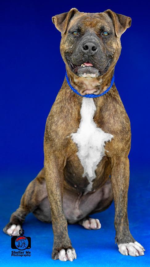 Jason, an adoptable Boxer, Pit Bull Terrier in Denham Springs, LA, 70726 | Photo Image 3