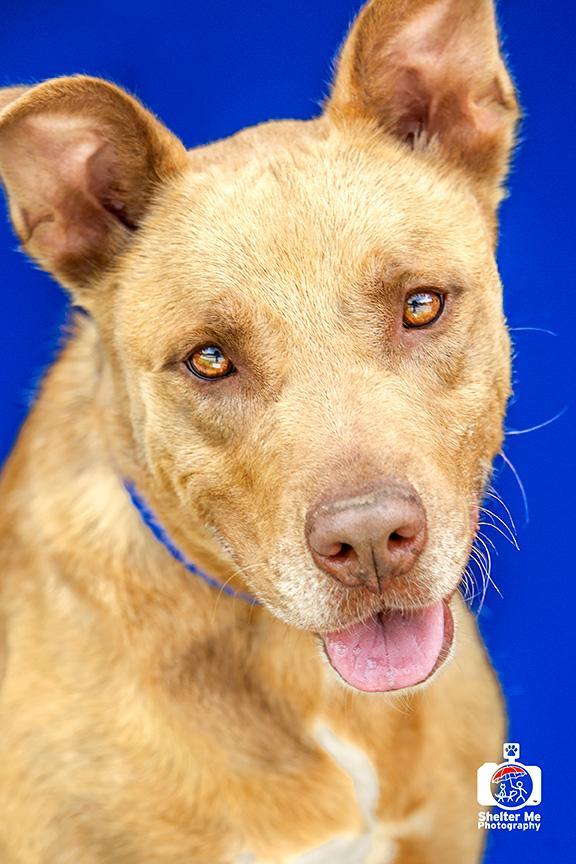 David, an adoptable Pit Bull Terrier in Denham Springs, LA, 70726 | Photo Image 1