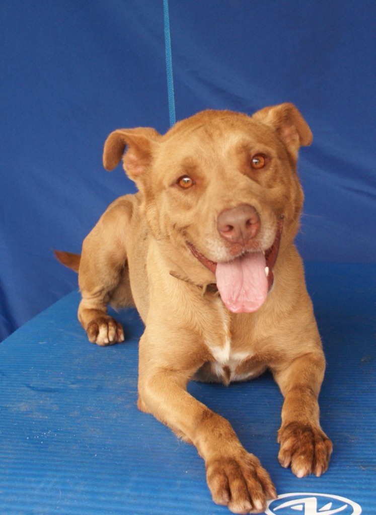 David, an adoptable Pit Bull Terrier in Denham Springs, LA, 70726 | Photo Image 2