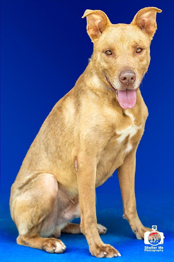 David, an adoptable Pit Bull Terrier in Denham Springs, LA, 70726 | Photo Image 3