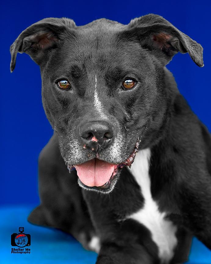 Sherlock Bones, an adoptable Mixed Breed, Labrador Retriever in Denham Springs, LA, 70726 | Photo Image 1