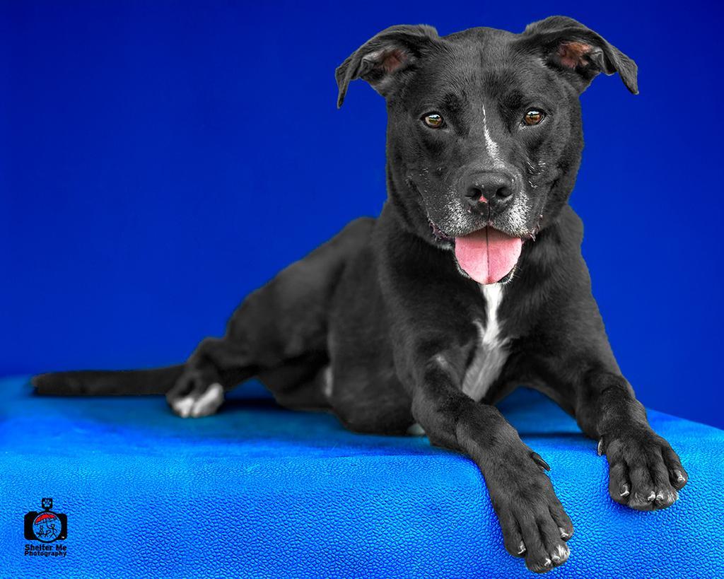 Sherlock Bones, an adoptable Mixed Breed, Labrador Retriever in Denham Springs, LA, 70726 | Photo Image 2