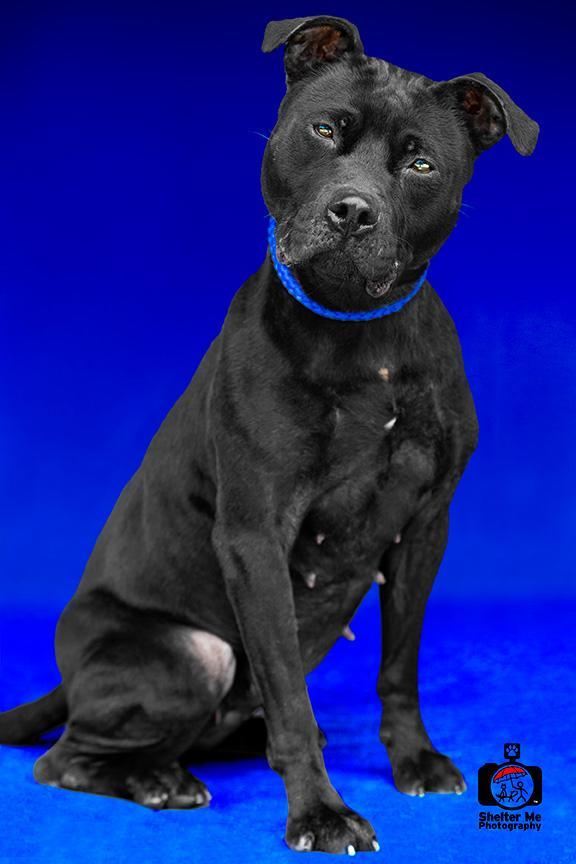 Allie, an adoptable Pit Bull Terrier, Mixed Breed in Denham Springs, LA, 70726 | Photo Image 1