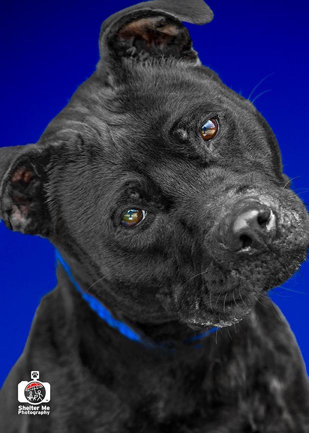 Allie, an adoptable Pit Bull Terrier, Mixed Breed in Denham Springs, LA, 70726 | Photo Image 2