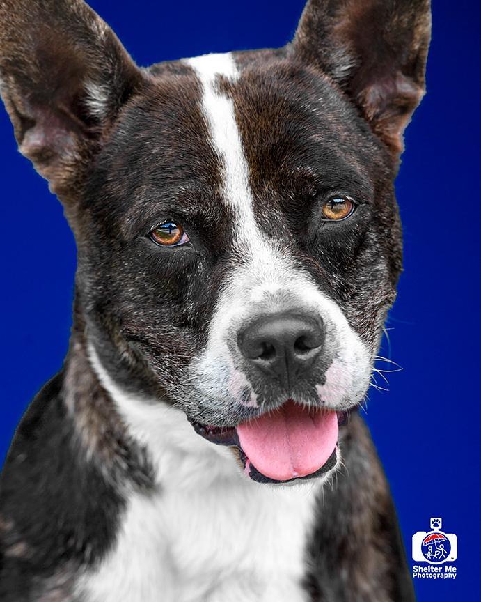 Chip, an adoptable Pit Bull Terrier, Mixed Breed in Denham Springs, LA, 70726 | Photo Image 1