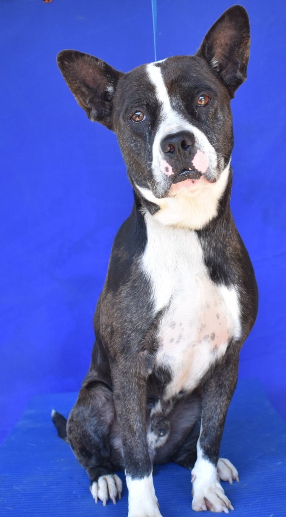 Chip, an adoptable Pit Bull Terrier, Mixed Breed in Denham Springs, LA, 70726 | Photo Image 2