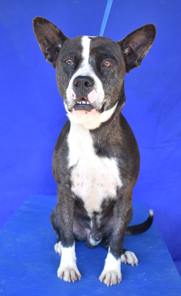 Chip, an adoptable Pit Bull Terrier, Mixed Breed in Denham Springs, LA, 70726 | Photo Image 3