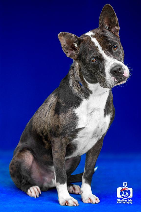 Chip, an adoptable Pit Bull Terrier, Mixed Breed in Denham Springs, LA, 70726 | Photo Image 4