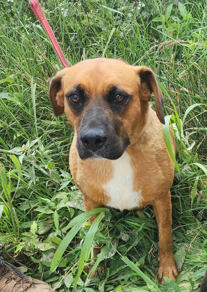 Cantaloupe, an adoptable Black Mouth Cur, Mixed Breed in Washburn, MO, 65772 | Photo Image 1