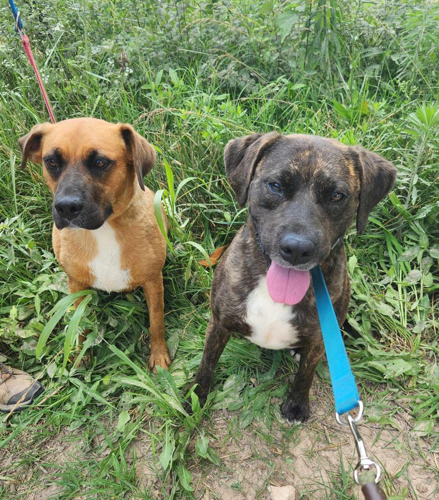Cantaloupe, an adoptable Black Mouth Cur, Mixed Breed in Washburn, MO, 65772 | Photo Image 3