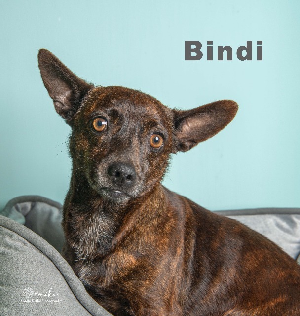 Bindi