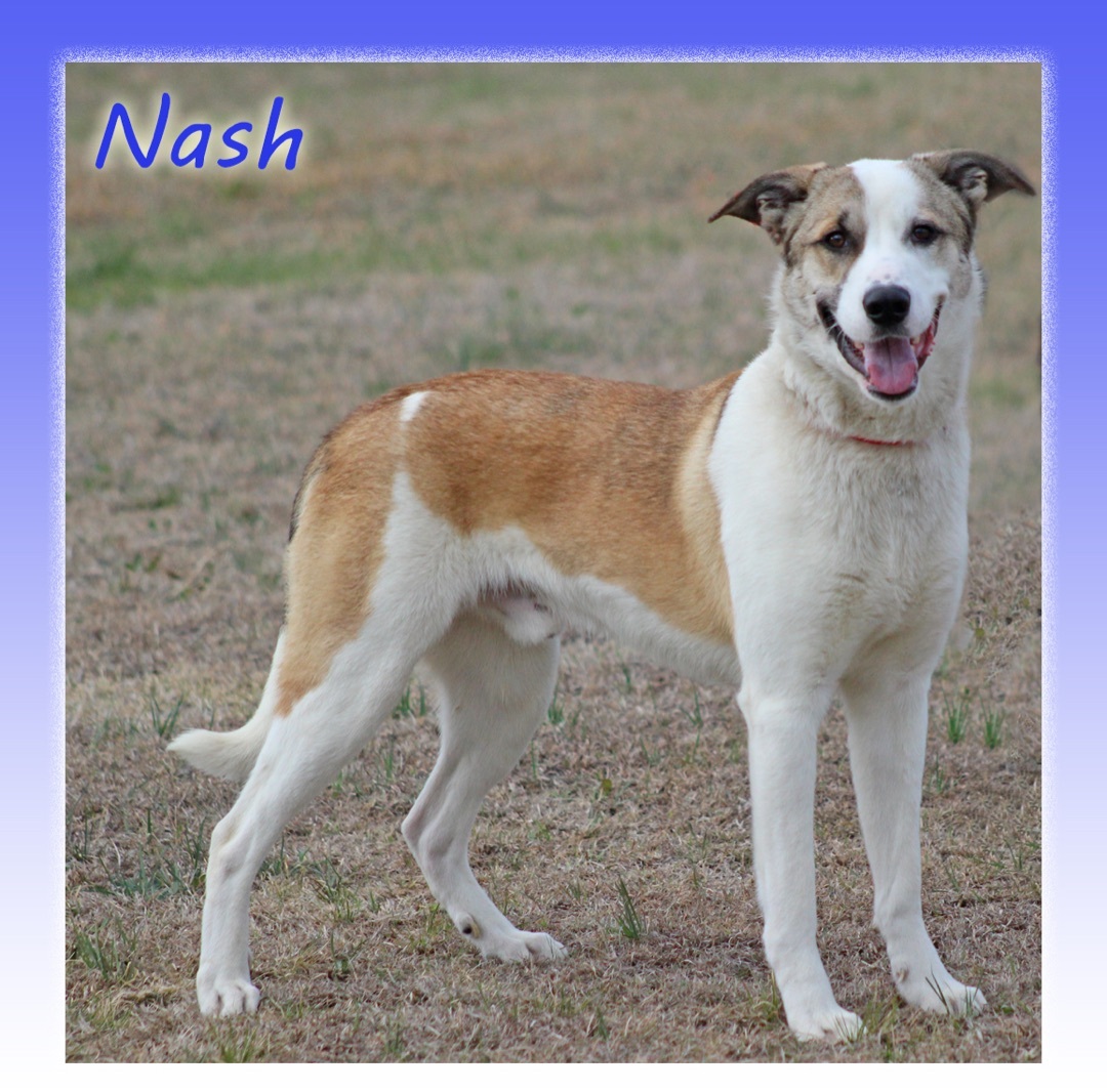Nash