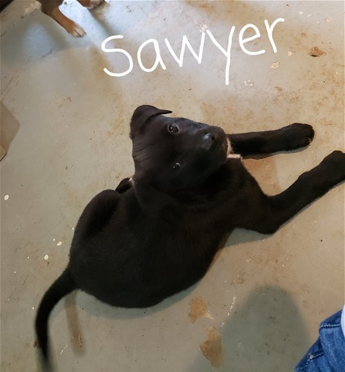 Sawyer