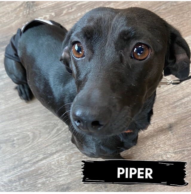 Piper