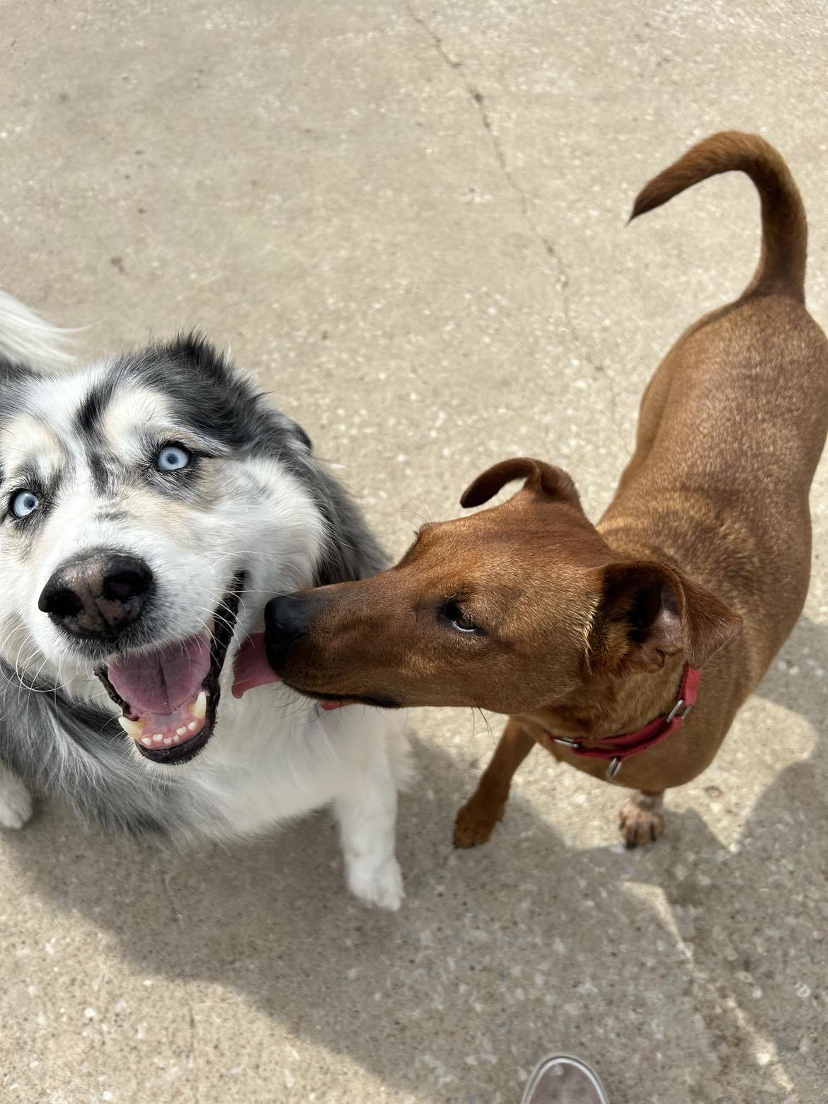 Milo-CL, an adoptable Cattle Dog in Kansas City, MO, 64114 | Photo Image 5