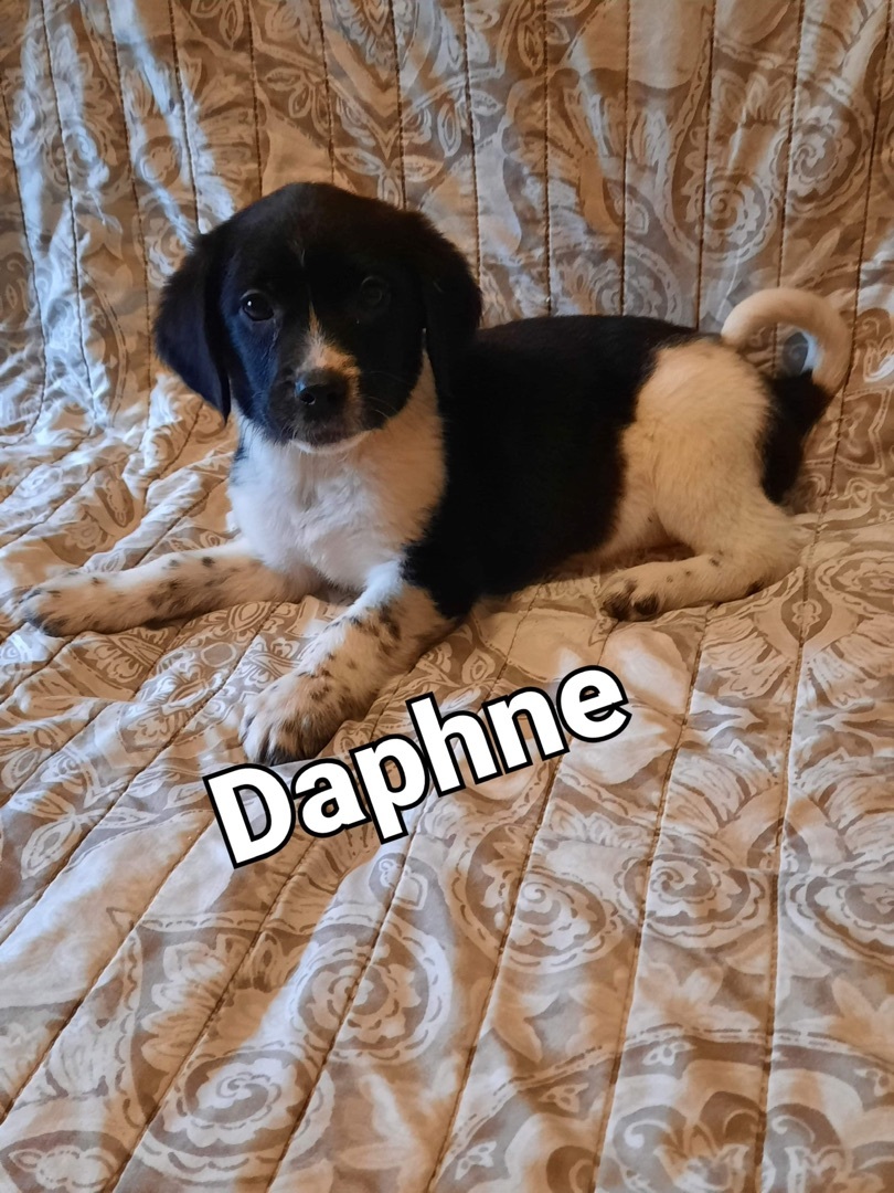 Daphne