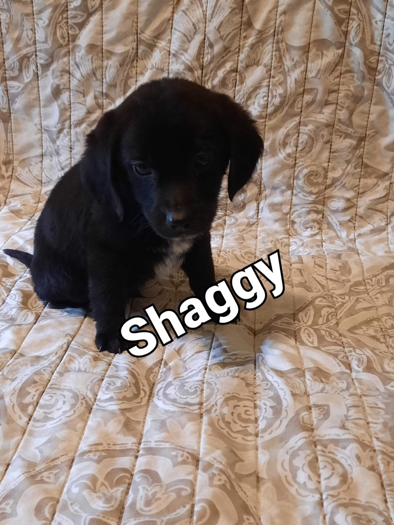 Shaggy