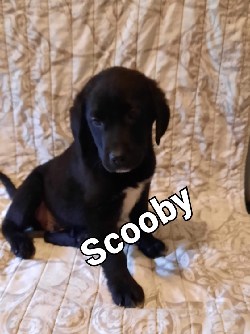 Scooby