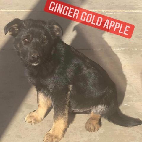 Ginger Gold Apple