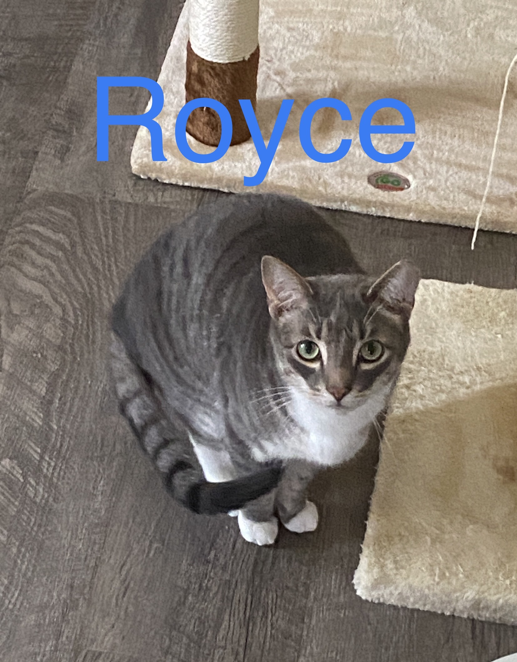 Royce, an adoptable Domestic Short Hair in Greensburg, PA, 15601 | Photo Image 1