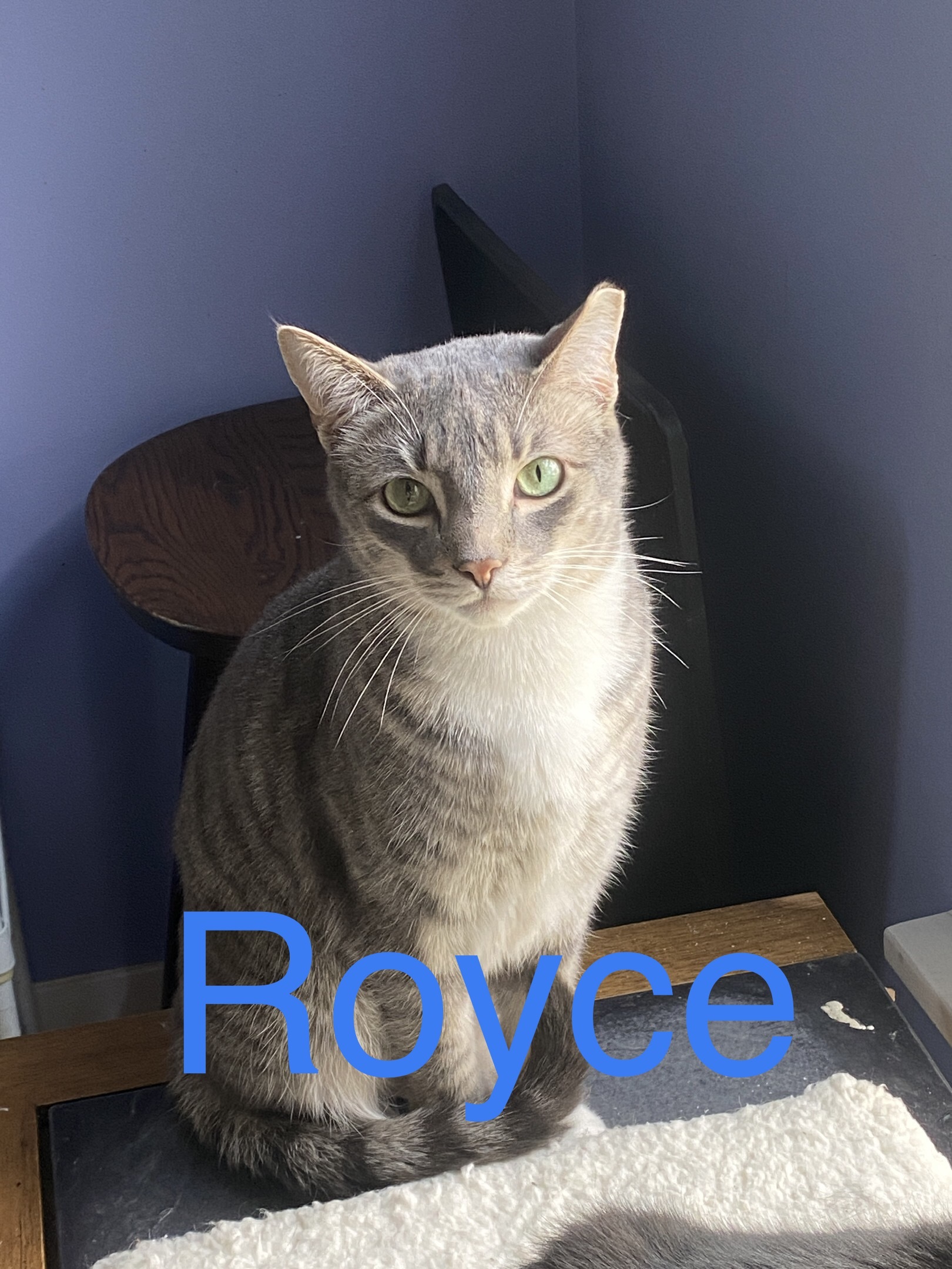 Royce, an adoptable Domestic Short Hair in Greensburg, PA, 15601 | Photo Image 2