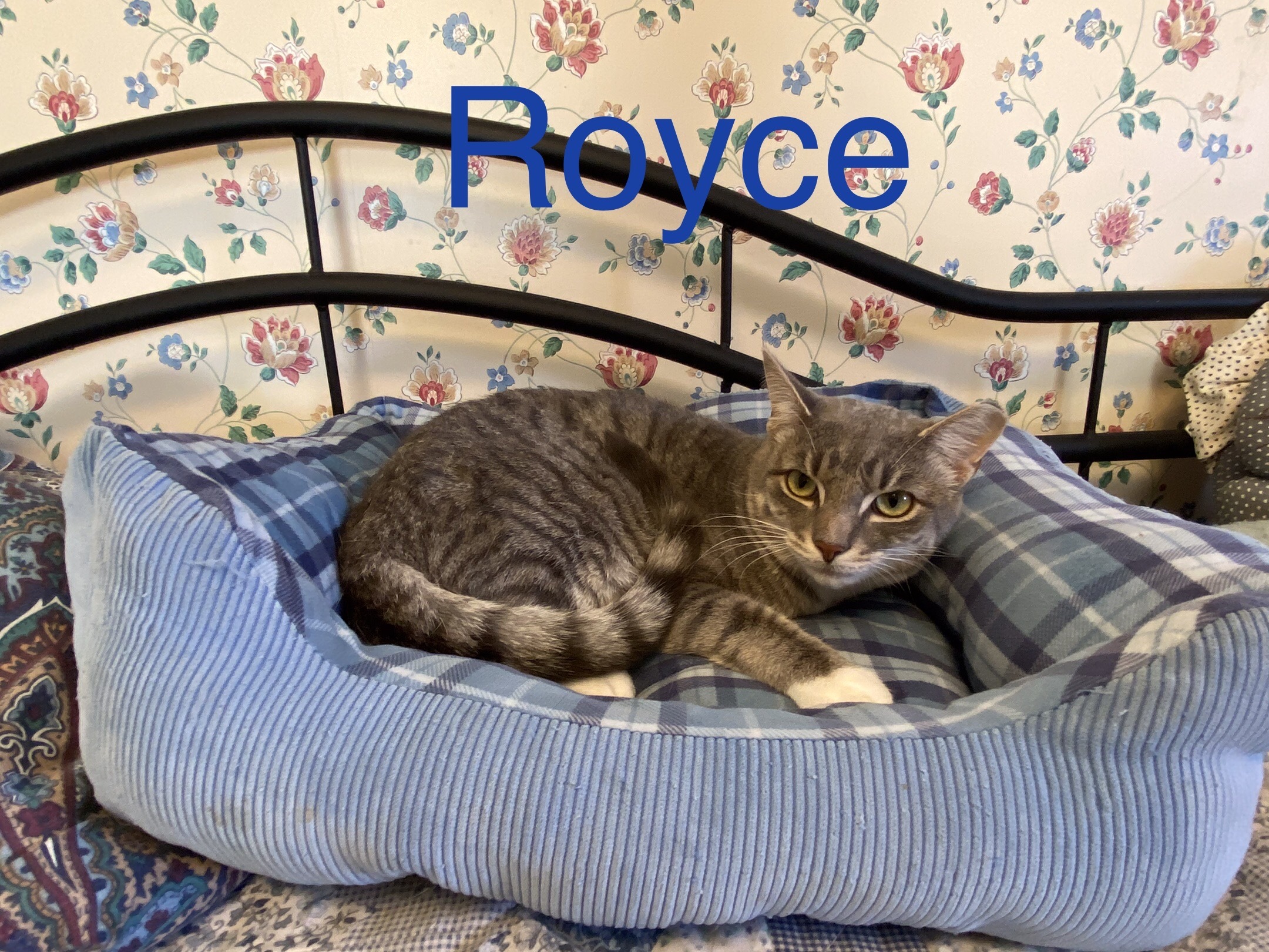 Royce, an adoptable Domestic Short Hair in Greensburg, PA, 15601 | Photo Image 3