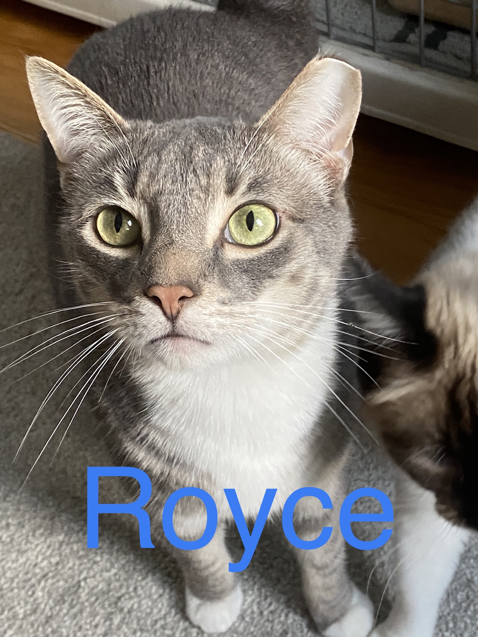 Royce, an adoptable Domestic Short Hair in Greensburg, PA, 15601 | Photo Image 4