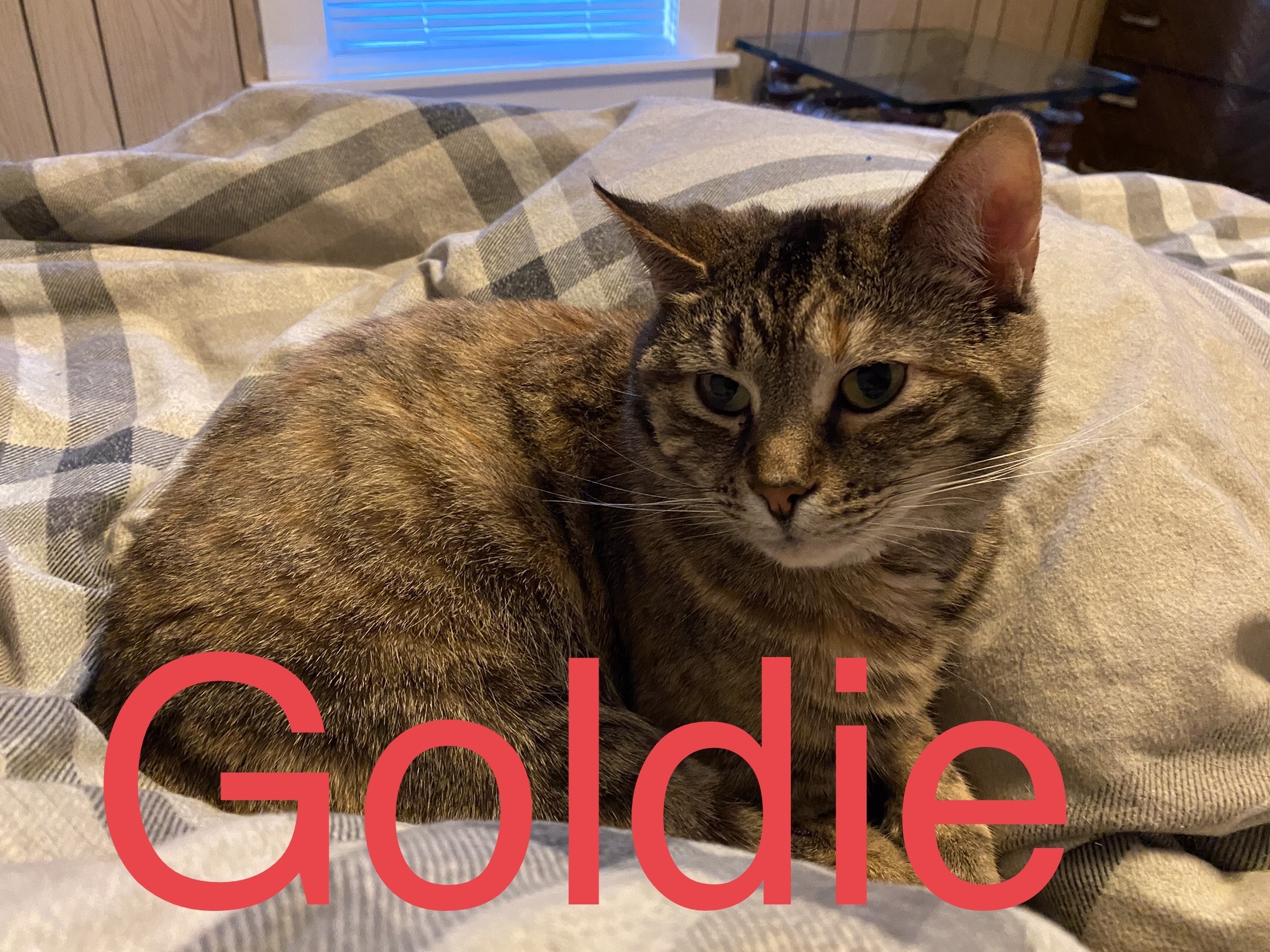 Goldie, an adoptable Domestic Short Hair in Greensburg, PA, 15601 | Photo Image 2