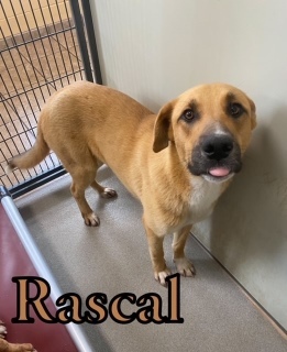 Rascal 117073