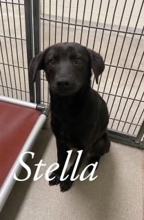 Stella 121319