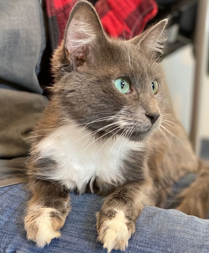 Lux ... she's a lap cat!, an adopted Domestic Medium Hair in Palatine, IL_image-3