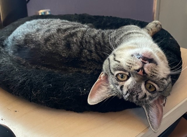 Jasmine, an adoptable Domestic Short Hair in Greensburg, PA, 15601 | Photo Image 1