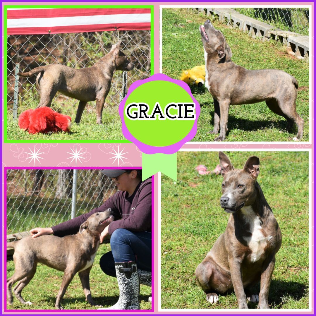 Gracie