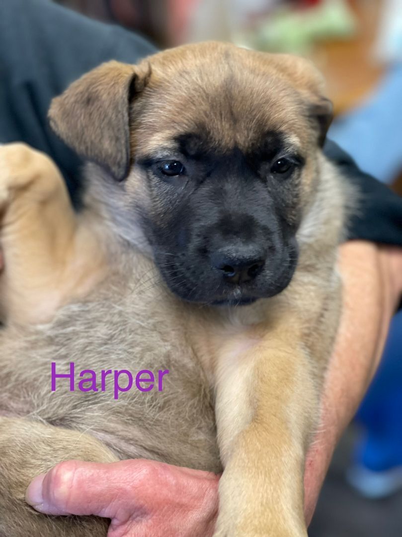 Harper