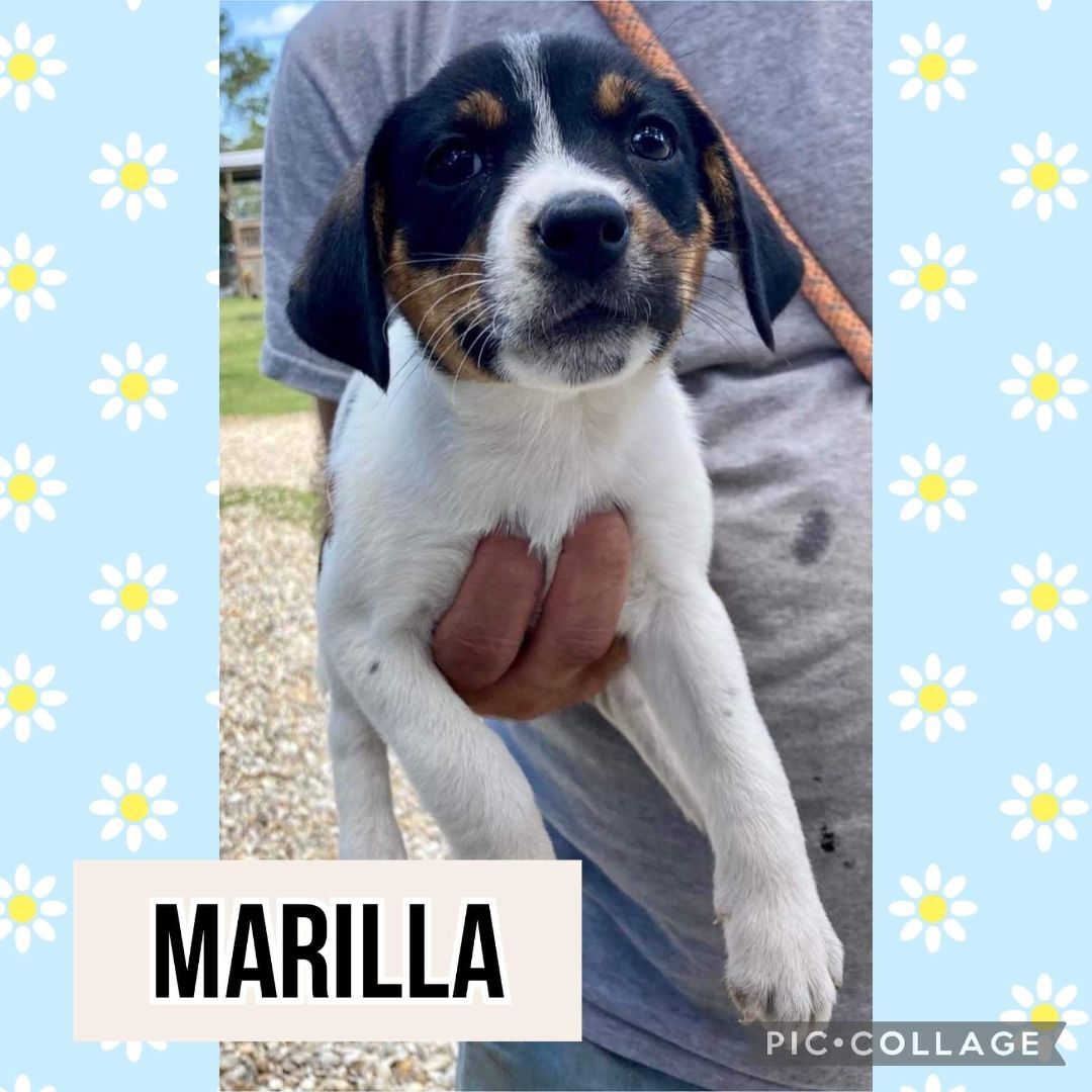 Marilla