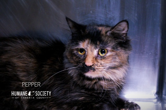 Pepper, an adoptable Domestic Medium Hair in Johnstown, PA_image-1