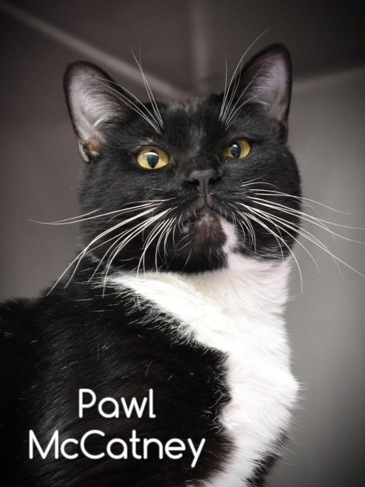 Pawl McCatney, an adoptable Domestic Short Hair in Johnstown, PA_image-2