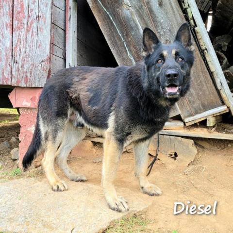 Diesel