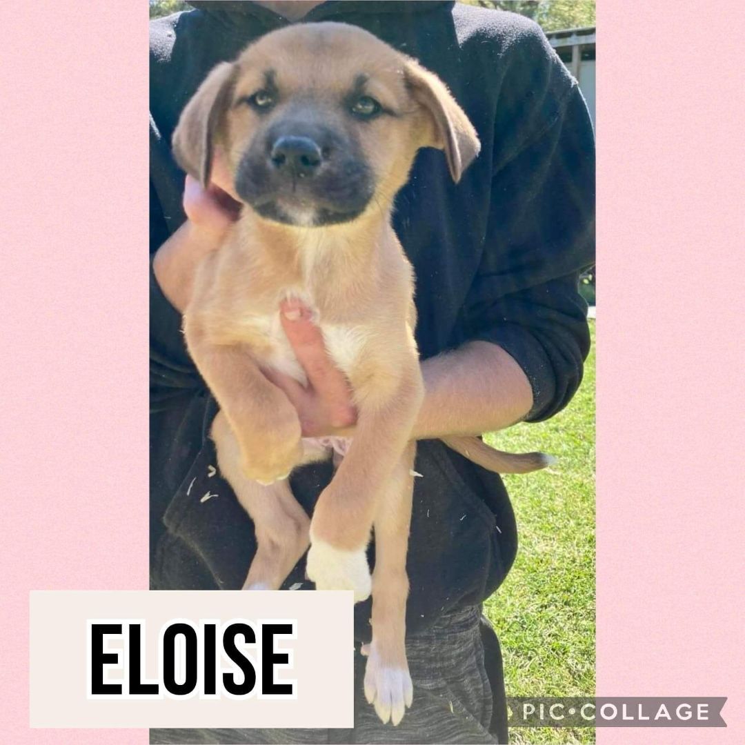 Eloise