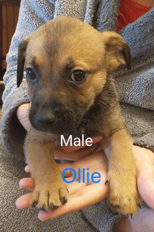 Baby Ollie
