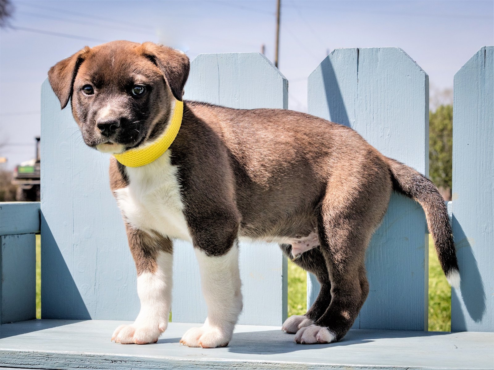 PUPPY MOOSE TRACKS