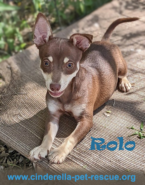 Rolo