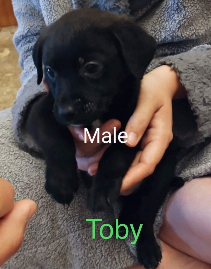 Baby Toby