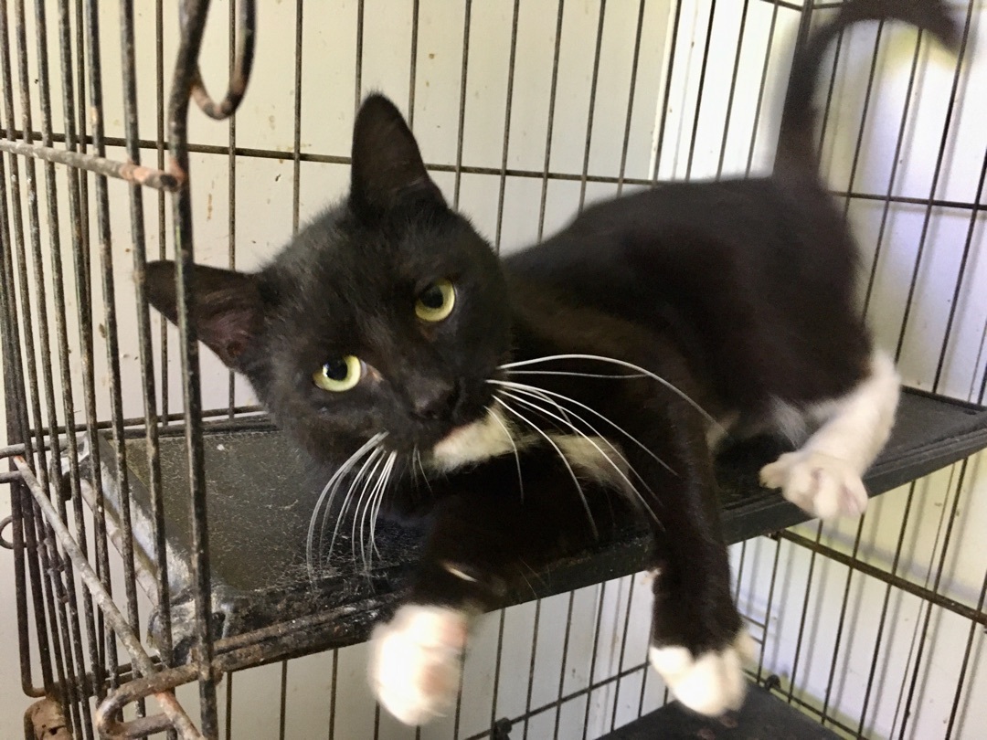 Cat for adoption Kayla, a Domestic Short Hair in Stuart, VA Petfinder