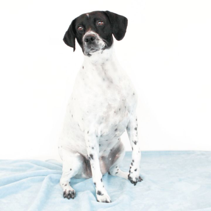 Little Ann, an adopted German Shorthaired Pointer Mix in Clovis, CA_image-1