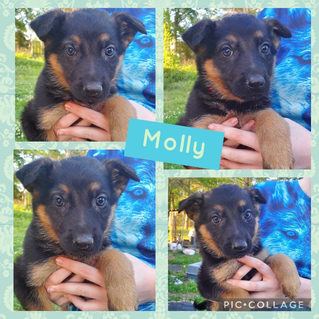 Molly